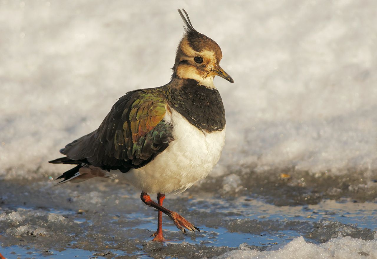 Pavoncella (Vanellus vanellus)